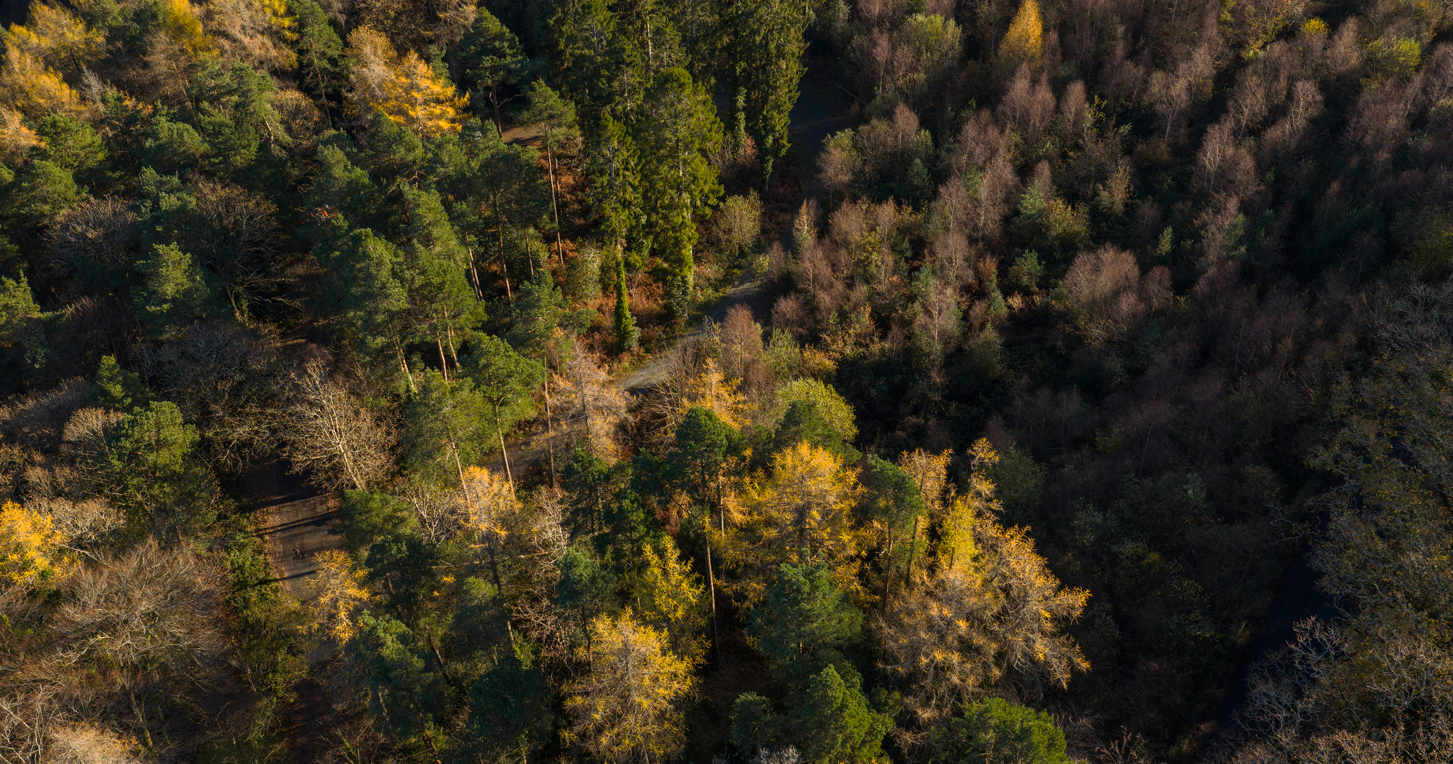 Ballygannon Wood Drone 20 1